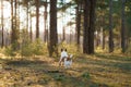 Dog in the forest. Jack Russell Terrier . Tracking in nature. Pet resting Royalty Free Stock Photo