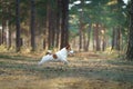 dog in the forest. Jack Russell Terrier in woods Royalty Free Stock Photo