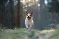 dog in the forest. Jack Russell Terrier in woods Royalty Free Stock Photo