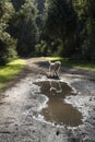 A Dog on a Forest Path Royalty Free Stock Photo