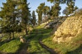 A Dog on a Forest Path Royalty Free Stock Photo