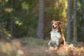 dog in the forest. Pet on the nature. red border collie Royalty Free Stock Photo