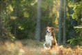 dog in the forest. Pet on the nature. red border collie Royalty Free Stock Photo