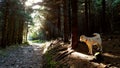 Dog in forest