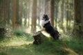 Dog in forest. Sunlight. Pet on the nature. Sheltie tricolor in nature