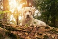Dog in the forest at sunset - white labrador puppy Royalty Free Stock Photo
