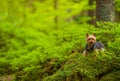 Dog on the Forest Trail Walk Royalty Free Stock Photo
