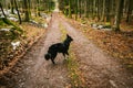 Dog in forest walking on a hiking path. Border collie dog posing in the woods