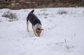 Dog found field mouse hole while being in hunting stage at winter season