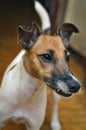 Dog fox terrier grins in the room