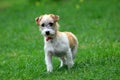 Dog fox terrier