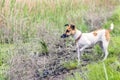 Dog fox terrier on open ground in the hunt