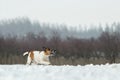 Dog fox terrier, runs through the snow in the wild. Royalty Free Stock Photo