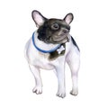 Dog. French bulldog black and white. Illustration