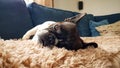 Dog of the French bulldog breed lying on his side in armchair.