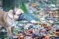 Dog, French Bulldog Royalty Free Stock Photo