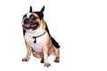 Dog french bulldog dressed up in a black devil costume with horns for halloween with a hat on an isolated background