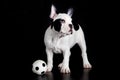 Dog french bulldog football on black background soccer sport concept
