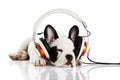 Dog french bulldog with headphone isolated on white background Royalty Free Stock Photo