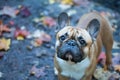 Dog, French Bulldog portrait of a macro on an autumn background. Royalty Free Stock Photo