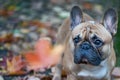 Dog, French Bulldog portrait of a macro on an autumn background. Royalty Free Stock Photo
