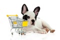 Dog french bulldog with shopping trolly isolated on white background Royalty Free Stock Photo