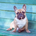 Dog, French bulldog sitting on a bench with the owner. Royalty Free Stock Photo