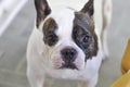 French bulldog or staring dog Royalty Free Stock Photo