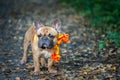 Dog, French Bulldog in a yellow scarf portrait of a macro on an Royalty Free Stock Photo