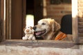 Dog and friend dog toy Royalty Free Stock Photo