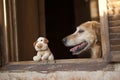 Dog and friend dog toy Royalty Free Stock Photo