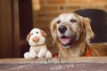 Dog and friend dog toy Royalty Free Stock Photo