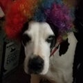 Holloween great dane clown