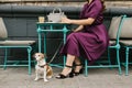 Dog friendly street cafe. Elagant womn legs. Coffee break with pet Royalty Free Stock Photo