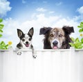 Dogs looking over fence Royalty Free Stock Photo