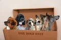 Dog friends playing in a moving box Royalty Free Stock Photo