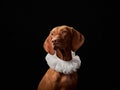 dog in frill collar, jabot. Beautiful Hungarian Vizsla on a black background in the studio
