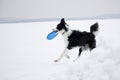 Dog and frisbee