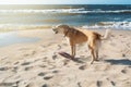 A dog with frisbee barking on the sand dune at the beach in the Royalty Free Stock Photo