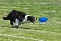 Dog frisbee