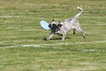 Dog frisbee