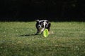 Dog frisbee. Competitions of dexterous dogs. Border Collie black and white is running fast on green grass and trying to catch up Royalty Free Stock Photo