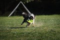 Dog frisbee. Competitions of dexterous dogs. Border Collie black and white is running fast on green grass and trying to catch up Royalty Free Stock Photo