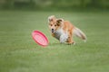 Dog frisbee. Dog catching flying disk in jump, pet playing outdoors in a park. Sporting event, achievement in sport