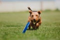 Dog frisbee. Dog catching flying disk in jump, pet playing outdoors in a park. Sporting event, achievement in sport