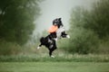 Dog frisbee. Dog catching flying disk in jump, pet playing outdoors in a park. Sporting event, achievement in sport