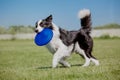 Dog frisbee. Dog catching flying disk in jump, pet playing outdoors in a park. Sporting event, achievement in sport Royalty Free Stock Photo
