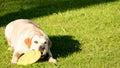 Dog with frisbee