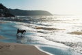 A dog with frisbee running on the sand dune at the beach in the Royalty Free Stock Photo