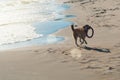 A dog with frisbee running on the sand dune at the beach in the Royalty Free Stock Photo